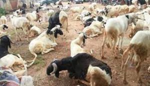Sallah: Commuters Stranded As Ram Sellers, Buyers Block Lagos-Ibadan Expressway