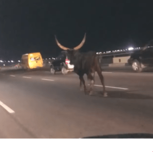 Nigerians Condemn Cow Running On Third Mainland Bridge