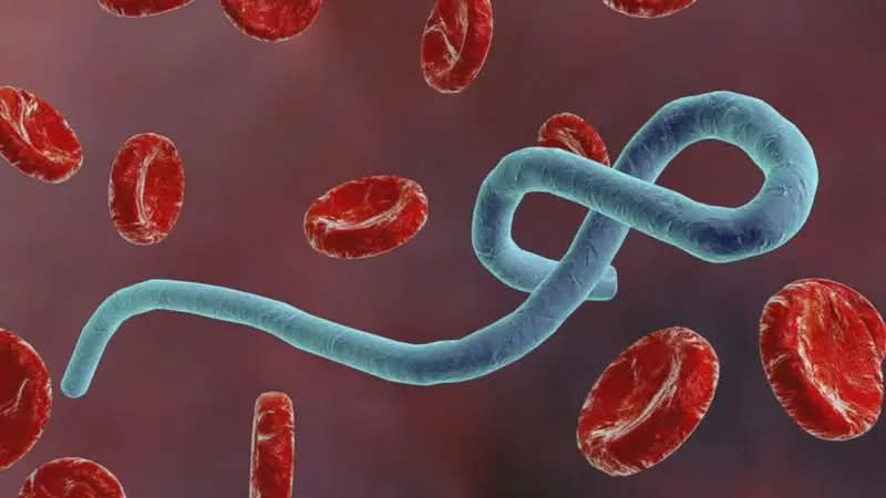 Ebola: Suspected cases top 900 in DR Congo – WHO chief