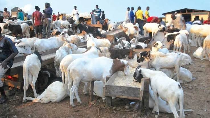 Sallah: Sheep prices surge to N1.2m in Nigeria – Report
